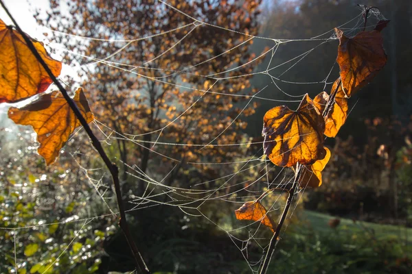 Spider net on autumnal plants — Stock Photo, Image