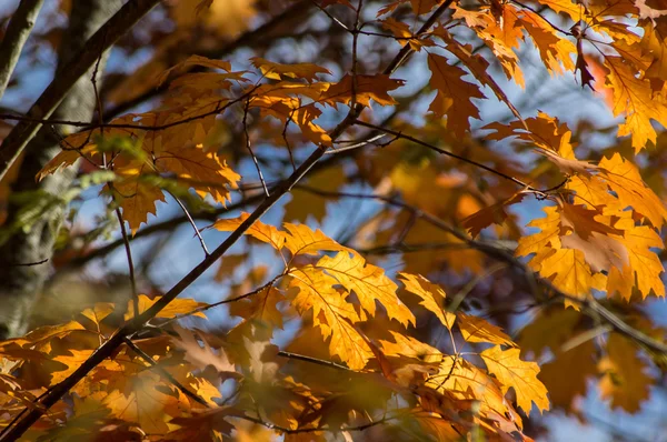 Piante e foglie autunnali in giardino — Foto Stock