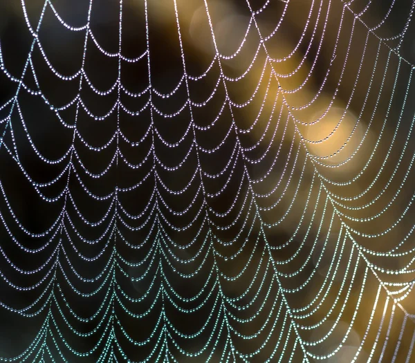 Pavoučí síť kapkami vody — Stock fotografie