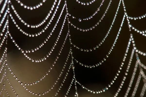 Spider net with water drops — Stock Photo, Image