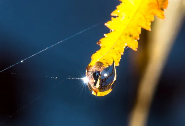 Autumnal leaf with water drop — Stock Photo, Image