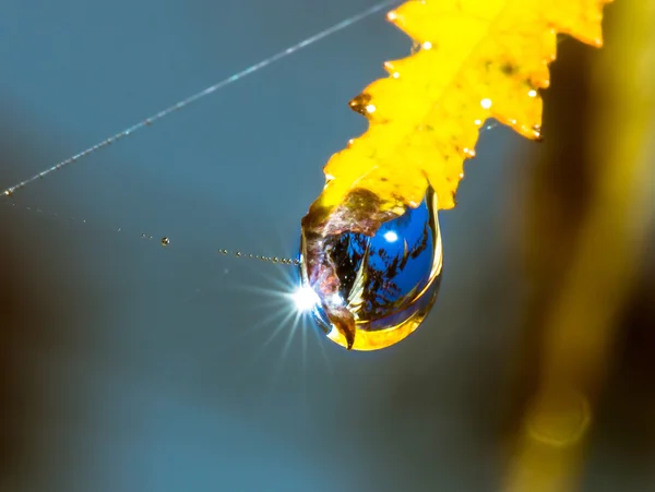 Autumnal leaf with water drop — Stock Photo, Image