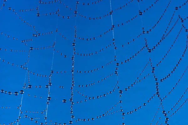 Spider net with water drops — Stock Photo, Image