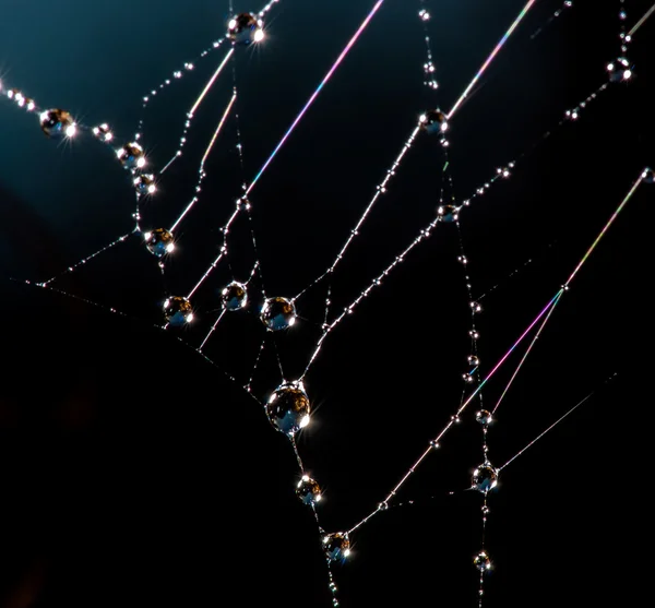 Spider net with water drops — Stock Photo, Image