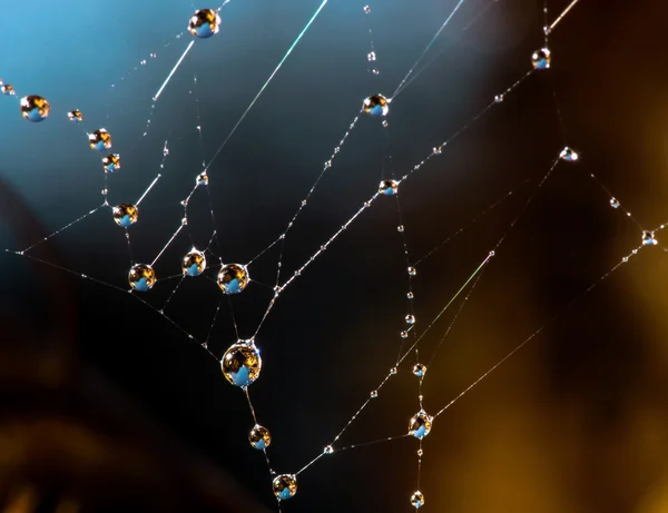 Spider net with water drops — Stock Photo, Image