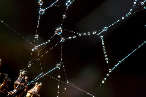 Spider net with water drops — Stock Photo, Image