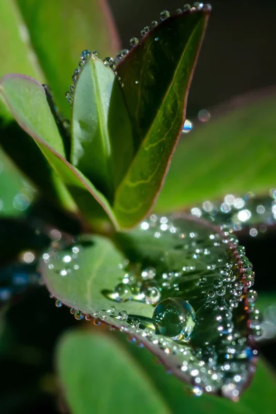Green leaf with crystal water drops — Stock Photo, Image
