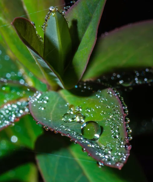 Hoja verde con gotas de agua cristalina — Foto de Stock