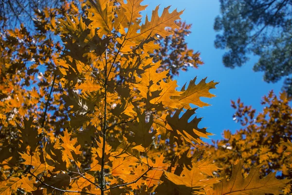 Cores vibrantes da natureza no jardim de outono — Fotografia de Stock