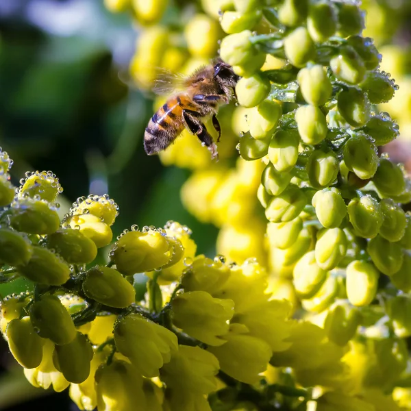 蜜蜂的黄色的花朵上 — 图库照片