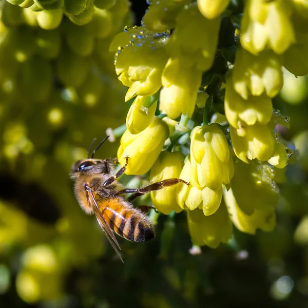 蜜蜂的黄色的花朵上 — 图库照片