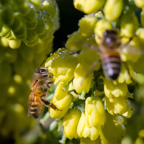 Včela na žluté květy — Stock fotografie