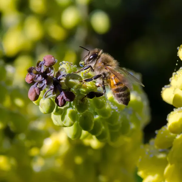 Bee on the yellow flowers — Stock Photo, Image