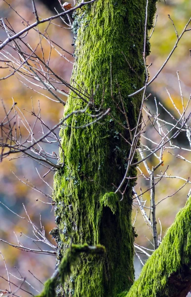 Árvore misteriosa com musgo verde — Fotografia de Stock