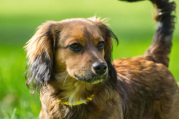 Unga brun hund på grönt gräs — Stockfoto