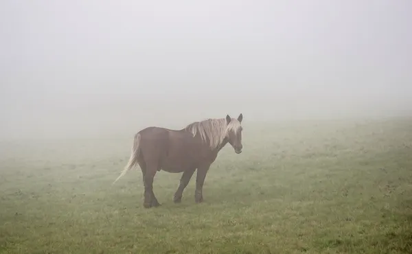 Kahverengi at bir sis içinde — Stok fotoğraf