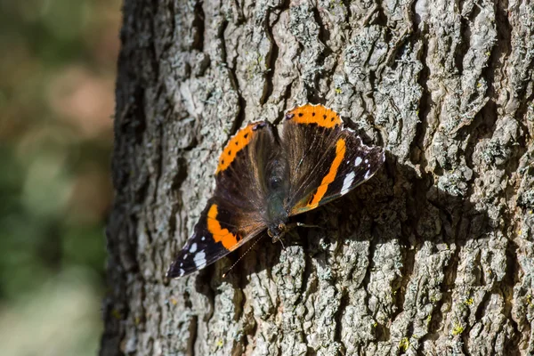 Motýl na stromě — Stock fotografie