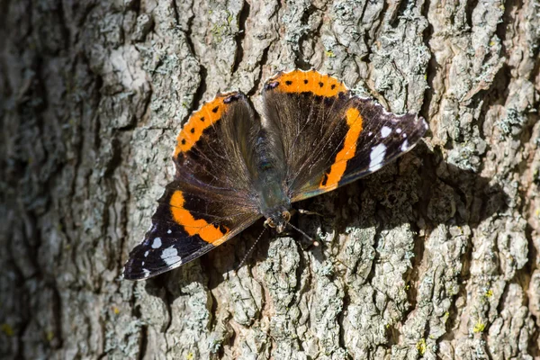 Butterfly on the tree — Stock Photo, Image