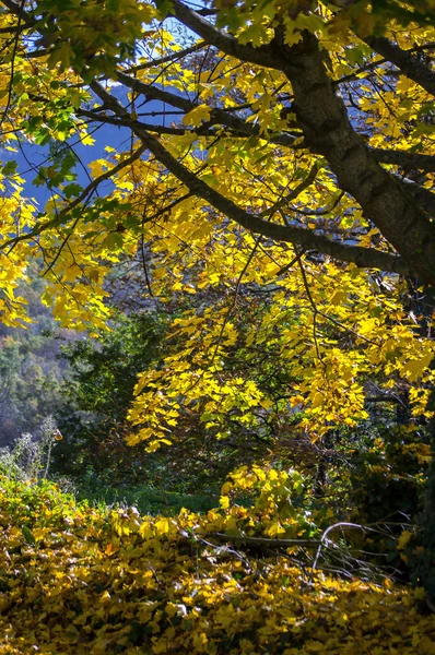 在比利牛斯山脉的秋天的颜色 — 图库照片