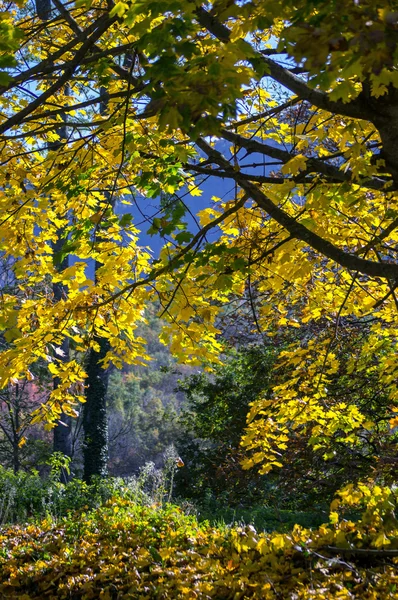 Colores otoñales en las montañas del Pirineo —  Fotos de Stock