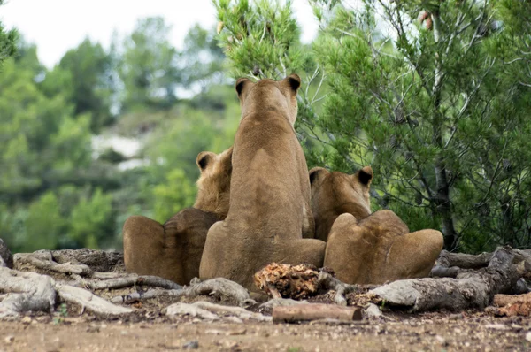 Mooie leeuwen in safari park — Stockfoto