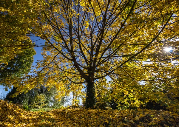 Herfst kleuren in Pyreneeën — Stockfoto