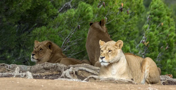 Beautiful lions in safari park — Stock Photo, Image