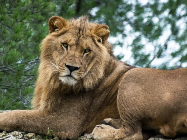 Beau lion dans le parc safari — Photo