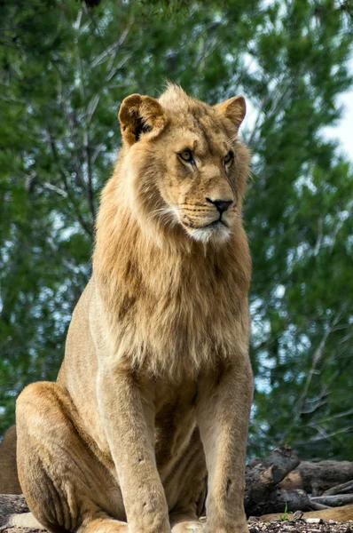 Beautiful lion in safari park — Stock Photo, Image