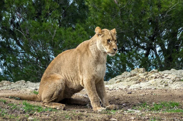 Beau lion dans le parc safari — Photo