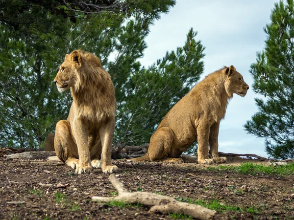 Leii frumoși din parcul safari — Fotografie, imagine de stoc