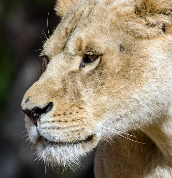 Mooie Leeuw in safari park — Stockfoto