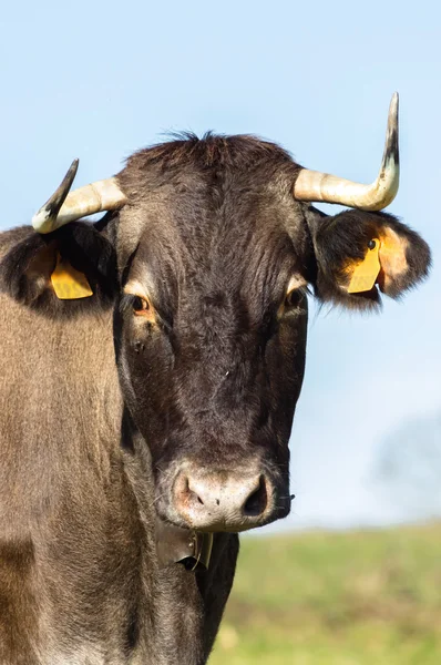 Vache française sur une prairie — Photo