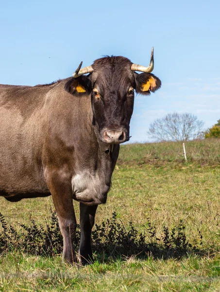 法国在一片草地上的牛 — 图库照片