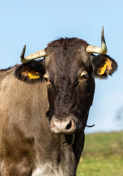 Frans koe op een weide — Stockfoto