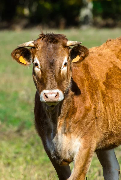 Vaca francesa em um prado — Fotografia de Stock