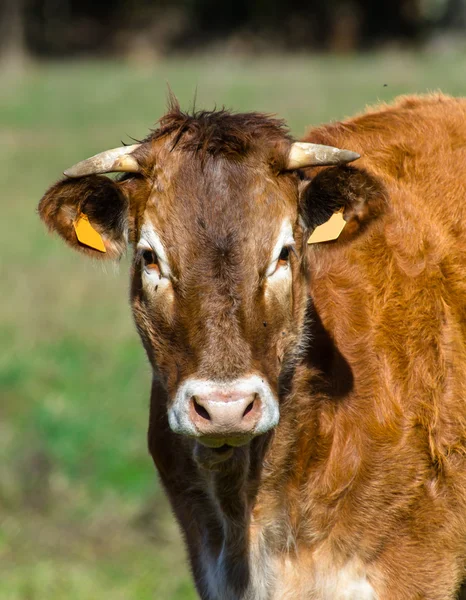 Vaca francesa em um prado — Fotografia de Stock