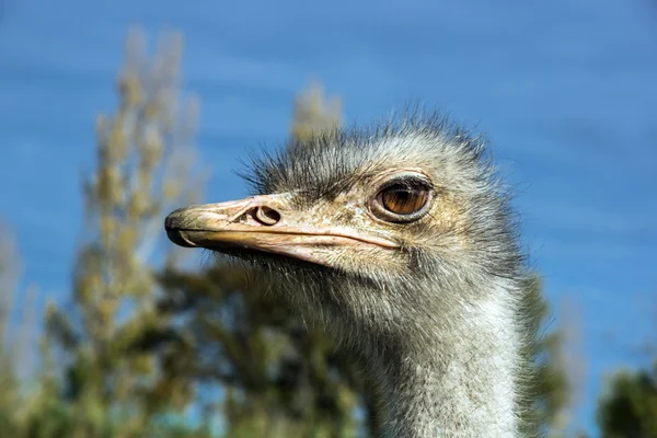 Cabeça de avestruz em zoológico — Fotografia de Stock