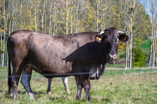 Frans koe op een weide — Stockfoto