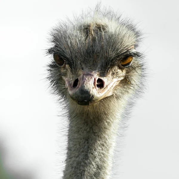 Cabeça de avestruz em zoológico — Fotografia de Stock