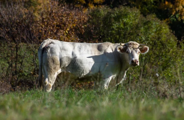 牧草地に牛をフランス語します。 — ストック写真