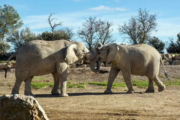 Smuk elefant i safari park - Stock-foto