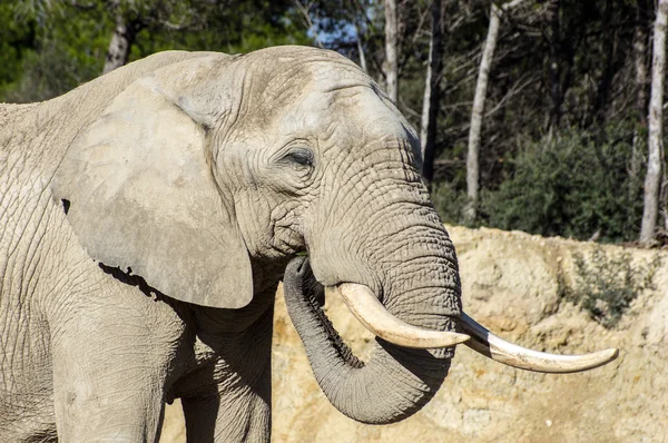 Smuk elefant i safari park - Stock-foto
