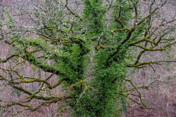 Grünes Moos auf Baumbeständen — Stockfoto