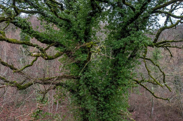 Πράσινα βρύα σε δέντρο αποθέματα — Φωτογραφία Αρχείου