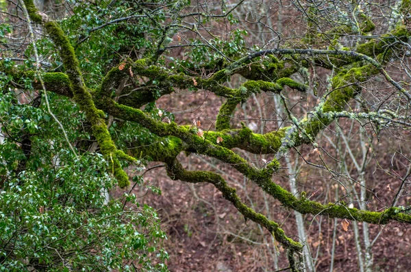 Muschio verde sugli stock di alberi — Foto Stock