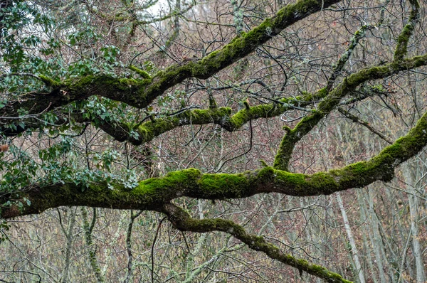 Musgo verde em estoques de árvores — Fotografia de Stock