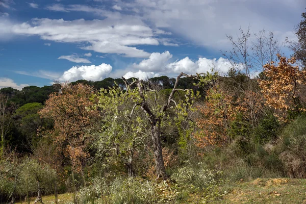 Vakre skyer over fargerik skog – stockfoto