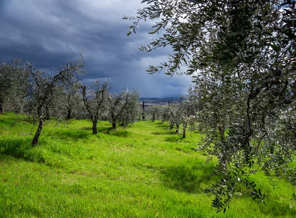 Stormy sky over green field — Stock Photo, Image