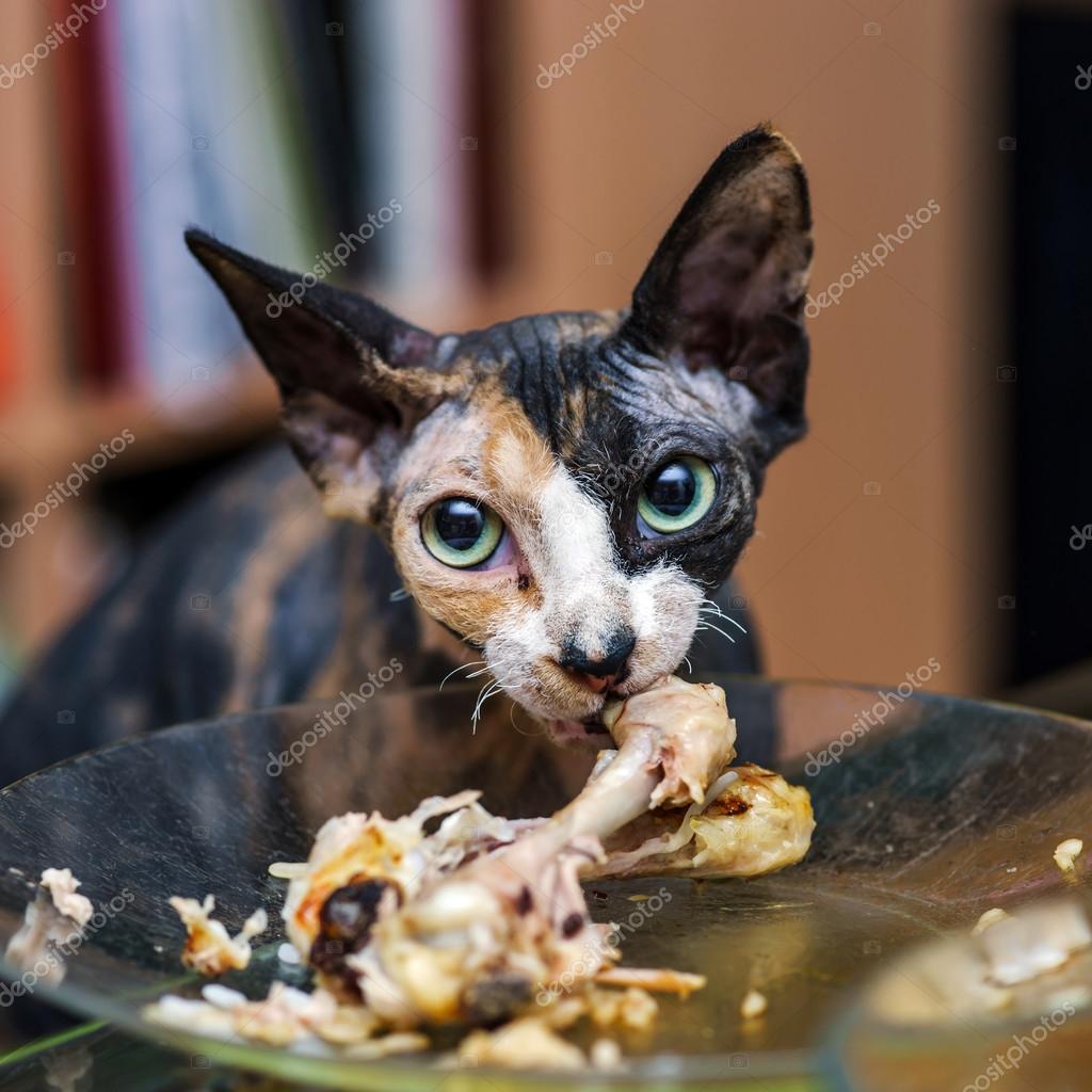 sphynx cat eating